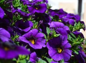 Minipetúnie, Million Bells 'Aloha Kona Midnight Blue' - Calibrachoa hybrida 'Aloha Kona Midnight Blue'