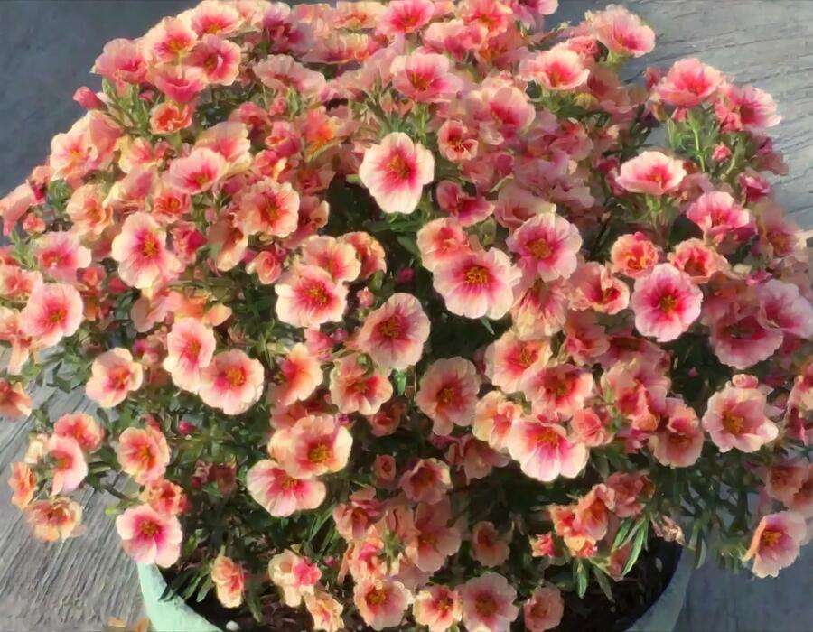 Minipetúnie, Million Bells 'Eyeconic Peach' - Calibrachoa hybrida 'Eyeconic Peach'