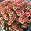 Minipetúnie, Million Bells  'Eyeconic Peach' - Calibrachoa hybrida 'Eyeconic Peach'