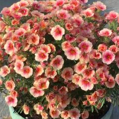Minipetúnie, Million Bells 'Eyeconic Peach' - Calibrachoa hybrida 'Eyeconic Peach'