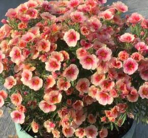 Minipetúnie, Million Bells 'Eyeconic Peach' - Calibrachoa hybrida 'Eyeconic Peach'