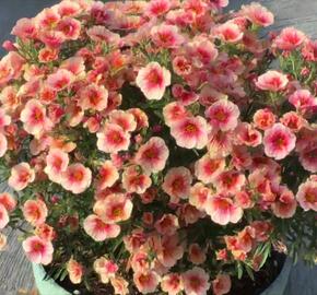 Minipetúnie, Million Bells  'Eyeconic Peach' - Calibrachoa hybrida 'Eyeconic Peach'