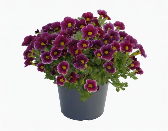 Minipetúnie, Million Bells 'Lia Ametyst Bling'' - Calibrachoa hybrida 'Lia Ametyst Bling'