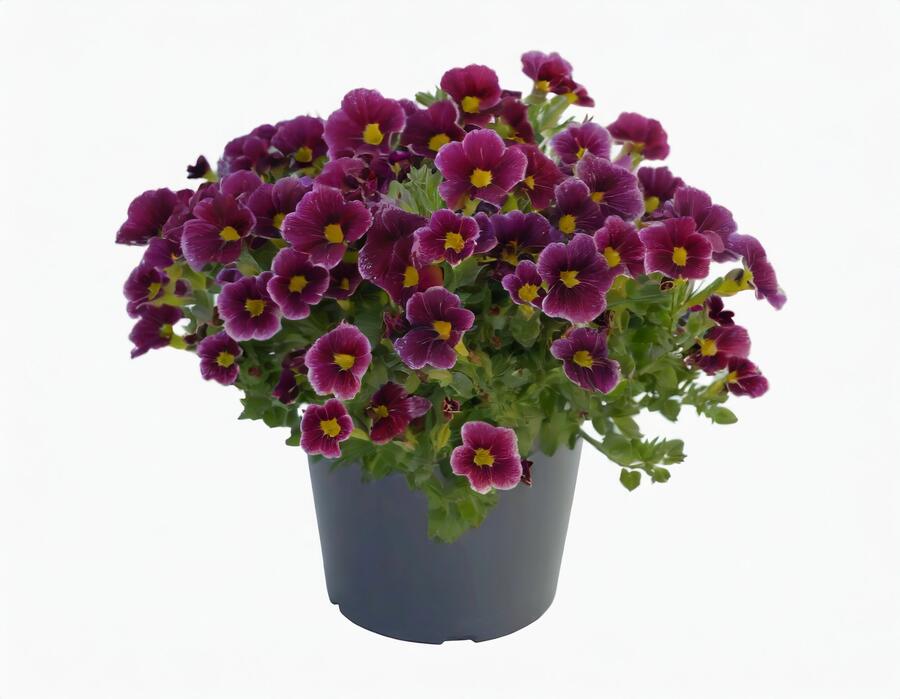Minipetúnie, Million Bells 'Lia Ametyst Bling'' - Calibrachoa hybrida 'Lia Ametyst Bling'