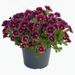 Minipetúnie, Million Bells 'Lia Ametyst Bling'' - Calibrachoa hybrida 'Lia Ametyst Bling'