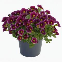 Minipetúnie, Million Bells 'Lia Ametyst Bling'' - Calibrachoa hybrida 'Lia Ametyst Bling'