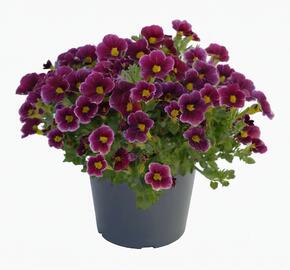 Minipetúnie, Million Bells 'Lia Ametyst Bling'' - Calibrachoa hybrida 'Lia Ametyst Bling'