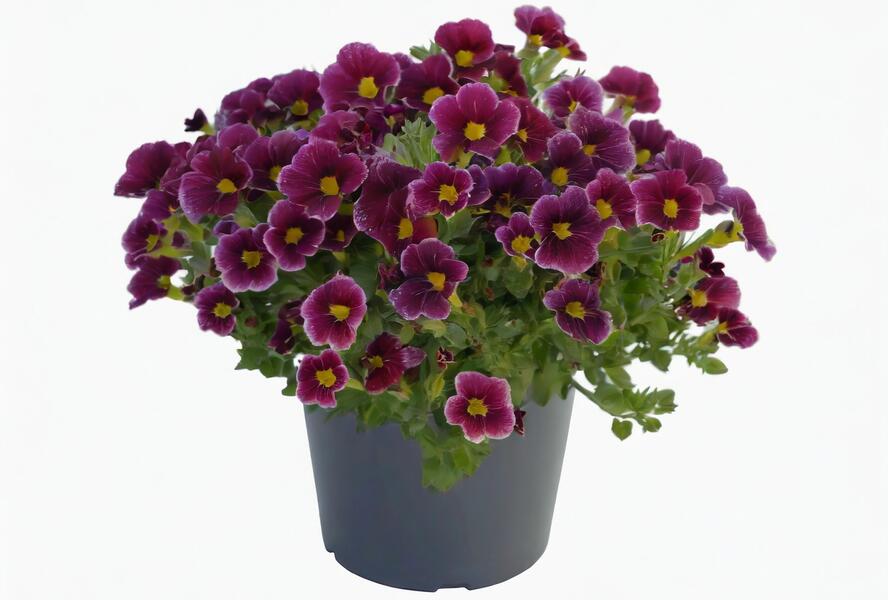 Minipetúnie, Million Bells 'Lia Ametyst Bling'' - Calibrachoa hybrida 'Lia Ametyst Bling'