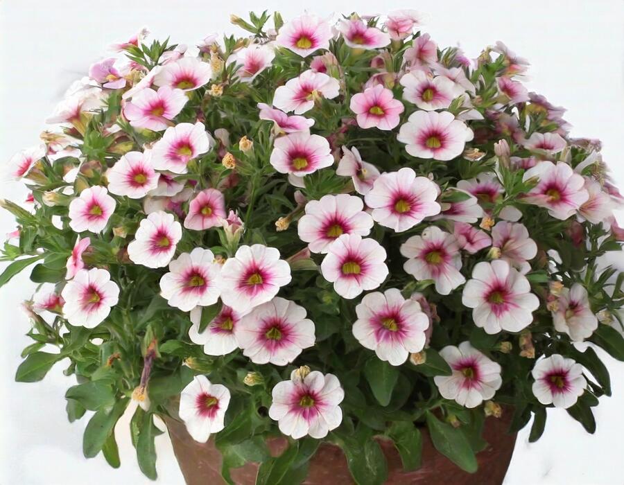 Minipetúnie, Million Bells  'Eyeconic Cherry Blossom' - Calibrachoa hybrida 'Eyeconic Cherry Blossom'