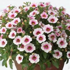 Minipetúnie, Million Bells  'Eyeconic Cherry Blossom' - Calibrachoa hybrida 'Eyeconic Cherry Blossom'