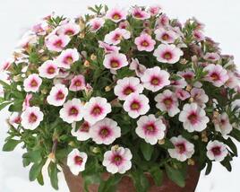 Minipetúnie, Million Bells 'Eyeconic Cherry Blossom'