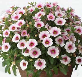 Minipetúnie, Million Bells 'Eyeconic Cherry Blossom' - Calibrachoa hybrida 'Eyeconic Cherry Blossom'