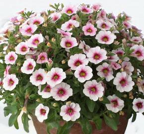 Minipetúnie, Million Bells  'Eyeconic Cherry Blossom' - Calibrachoa hybrida 'Eyeconic Cherry Blossom'