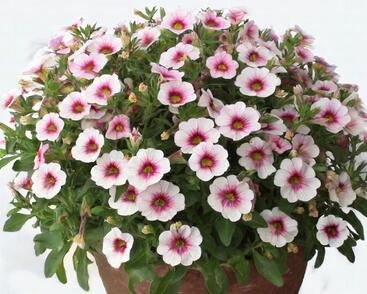 Minipetúnie, Million Bells 'Eyeconic Cherry Blossom'