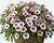 Minipetúnie, Million Bells 'Eyeconic Cherry Blossom'