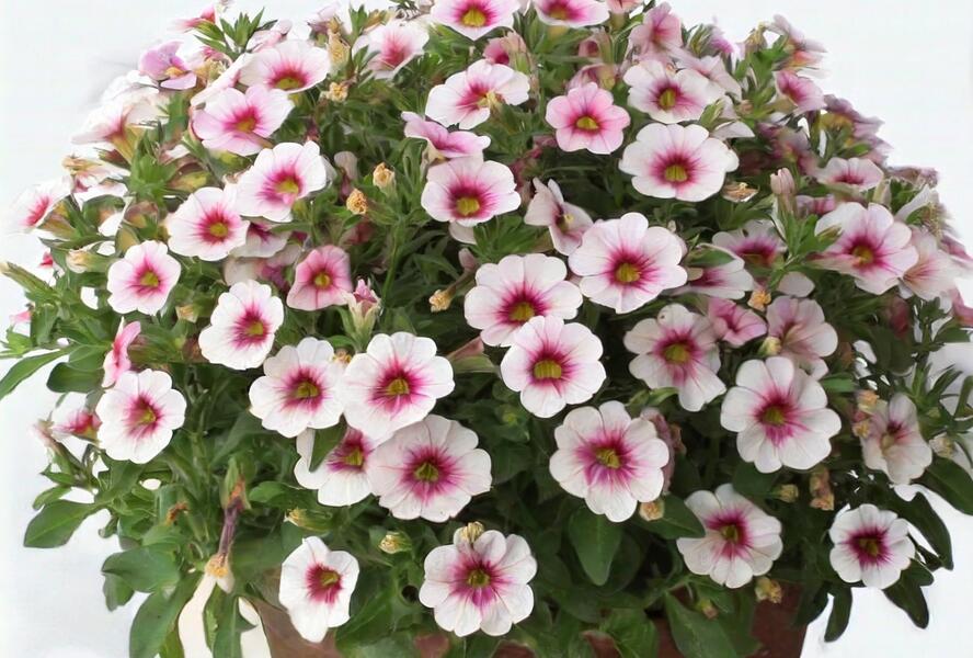 Minipetúnie, Million Bells 'Eyeconic Cherry Blossom' - Calibrachoa hybrida 'Eyeconic Cherry Blossom'