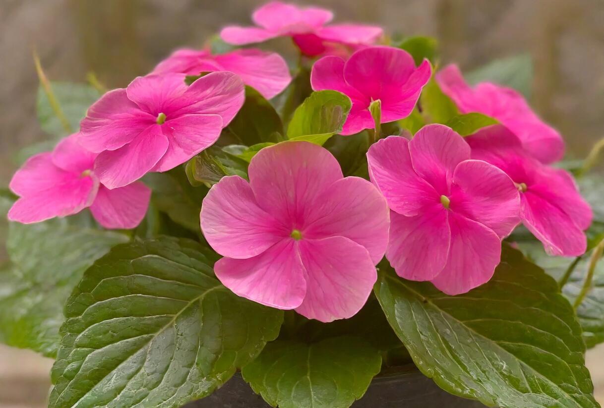 Barvínkovec růžový 'Volante Strawberry' - Catharanthus roseus 'Volante Strawberry'