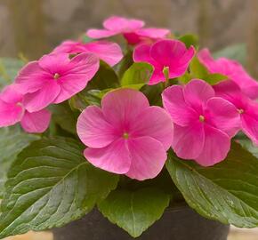 Barvínkovec růžový 'Volante Strawberry' - Catharanthus roseus 'Volante Strawberry'