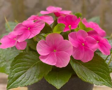 Barvínkovec růžový 'Volante Strawberry'