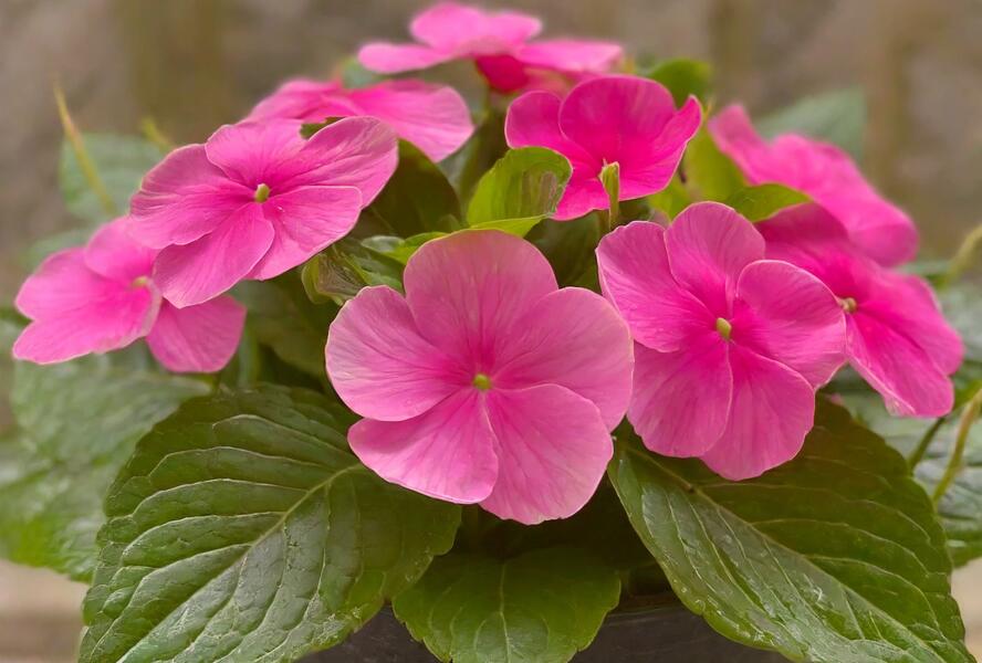 Barvínkovec růžový 'Volante Strawberry' - Catharanthus roseus 'Volante Strawberry'