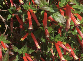 Kufea, hlazenec ohnivý 'Cigarette Glow' - Cuphea ignea 'Cigarette Glow'