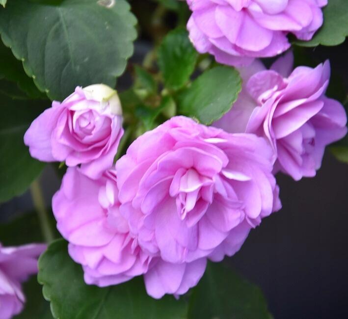 Netýkavka, balzamína turecká 'Musica Lavender' - Impatiens walleriana 'Musica Lavender'