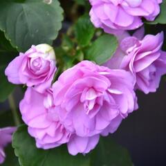 Netýkavka turecká 'Musica Lavender' - Impatiens walleriana 'Musica Lavender'