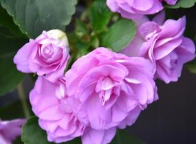 Netýkavka, balzamína turecká 'Musica Lavender' - Impatiens walleriana 'Musica Lavender'