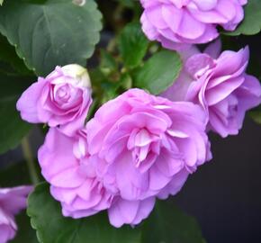 Netýkavka turecká 'Musica Lavender' - Impatiens walleriana 'Musica Lavender'