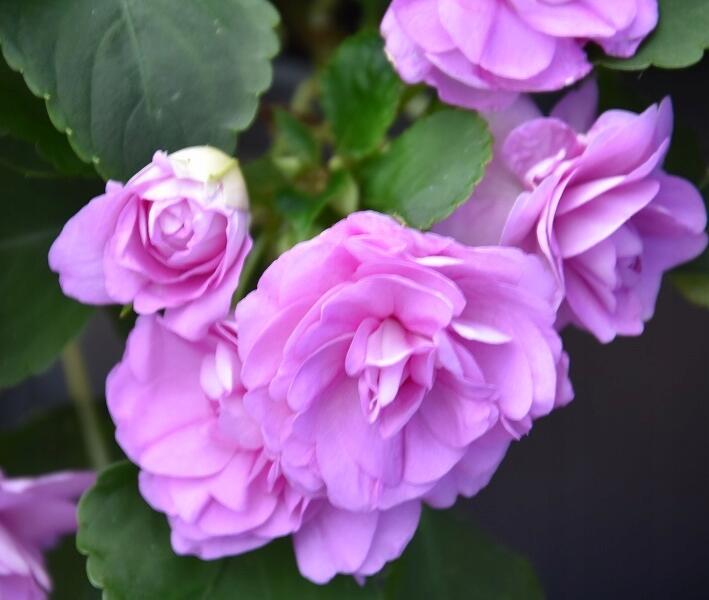 Netýkavka, balzamína turecká 'Musica Lavender' - Impatiens walleriana 'Musica Lavender'