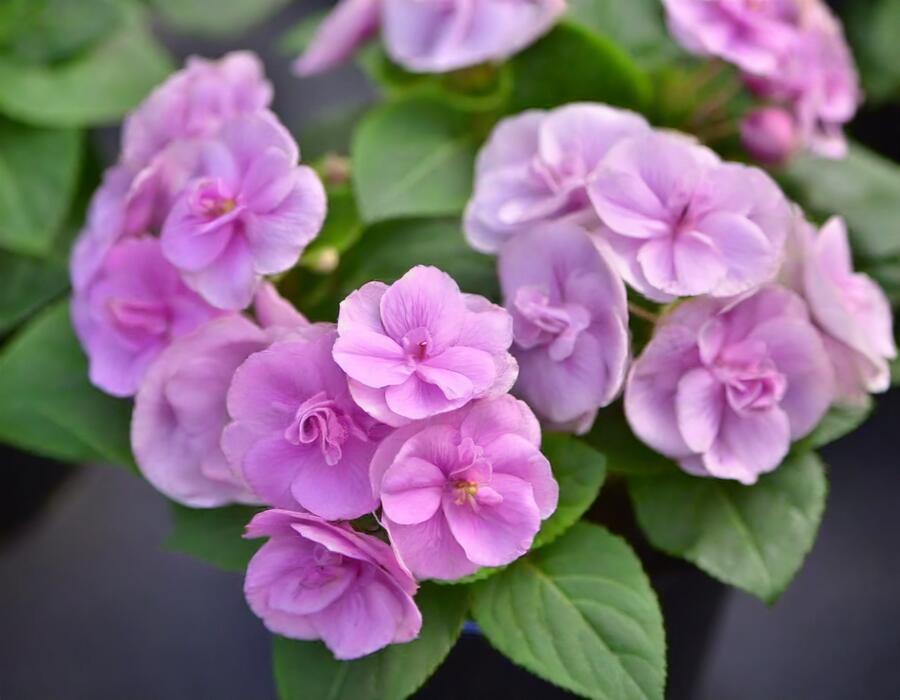 Netýkavka turecká 'Musica Lavender' - Impatiens walleriana 'Musica Lavender'
