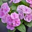 Netýkavka turecká 'Musica Lavender' - Impatiens walleriana 'Musica Lavender'