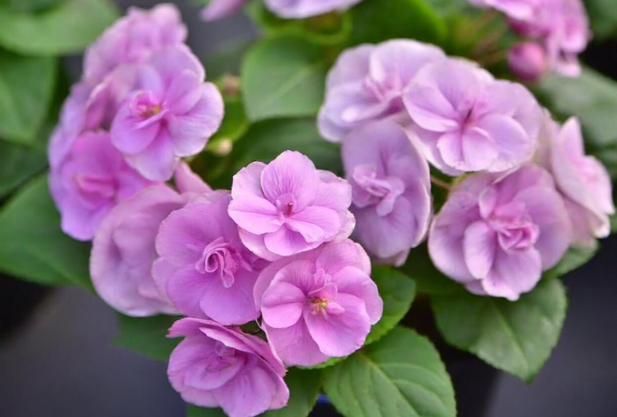 Netýkavka, balzamína turecká 'Musica Lavender' - Impatiens walleriana 'Musica Lavender'