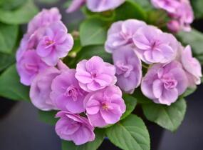 Netýkavka, balzamína turecká 'Musica Lavender' - Impatiens walleriana 'Musica Lavender'