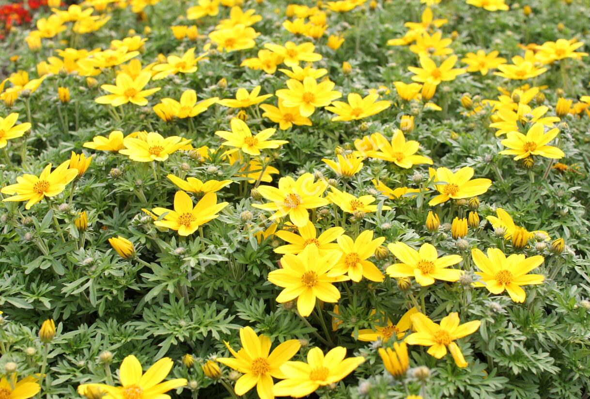 Dvouzubec prutolistý - Bidens ferulifolia 'Bidy Boom Yellow Big'