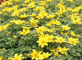 Dvouzubec prutolistý - Bidens ferulifolia 'Bidy Boom Yellow Big'