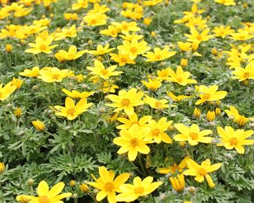 Dvouzubec prutolistý