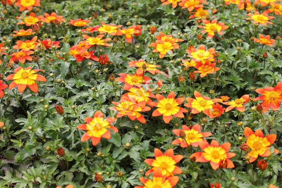 Dvouzubec prutolistý - Bidens ferulifolia 'Bidy Boom Fireside'