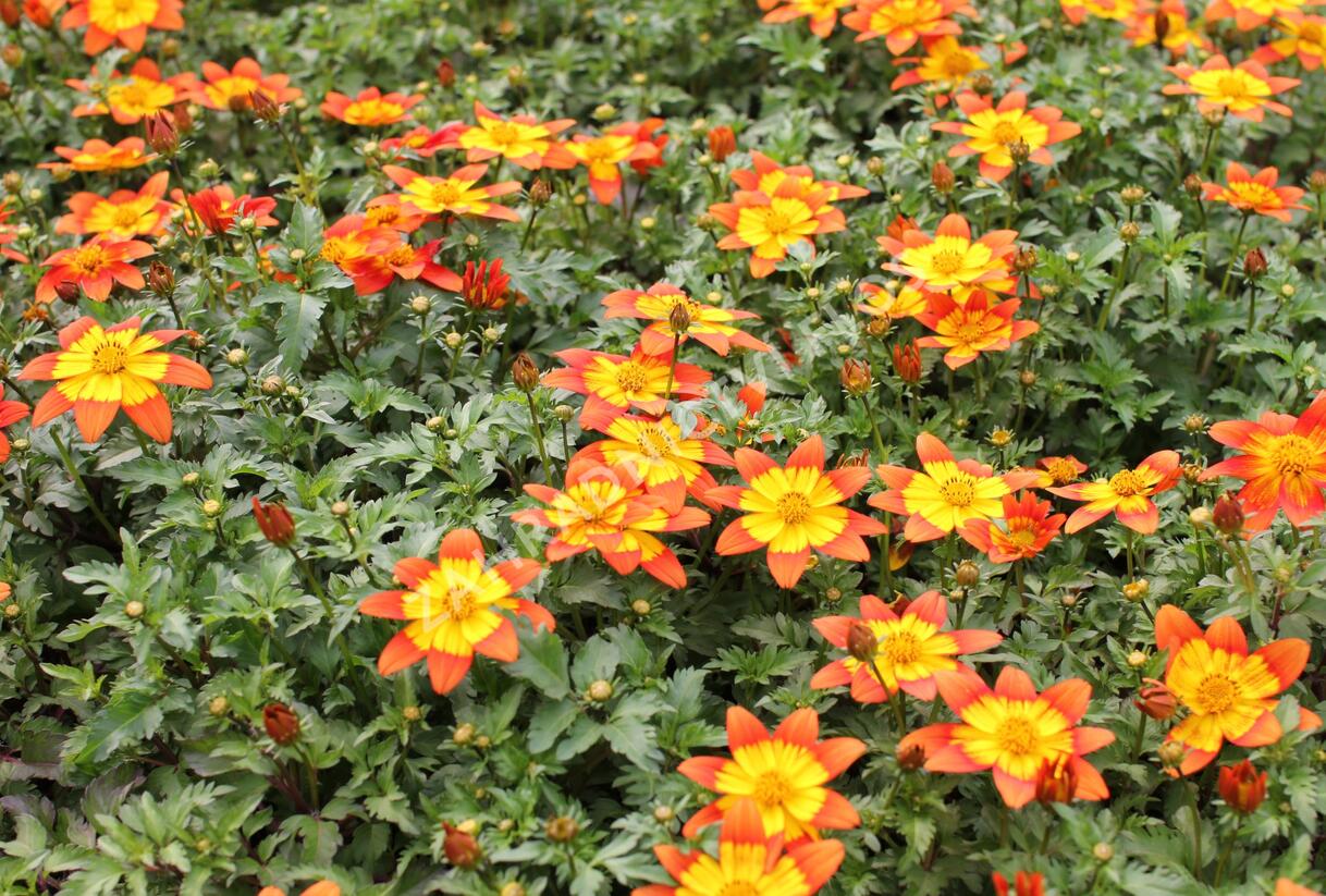 Dvouzubec prutolistý - Bidens ferulifolia 'Bidy Boom Fireside'