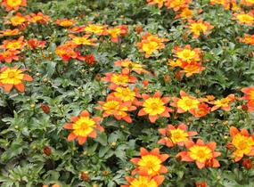 Dvouzubec prutolistý - Bidens ferulifolia 'Bidy Boom Fireside'