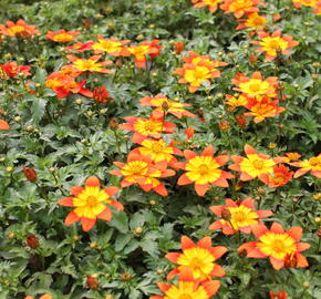 Dvouzubec prutolistý - Bidens ferulifolia 'Bidy Boom Fireside'