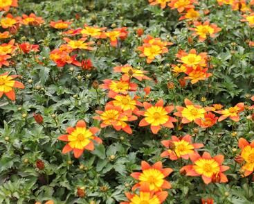 Dvouzubec prutolistý