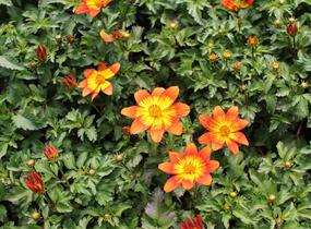 Dvouzubec prutolistý - Bidens ferulifolia 'Bidy Boom Fireside'