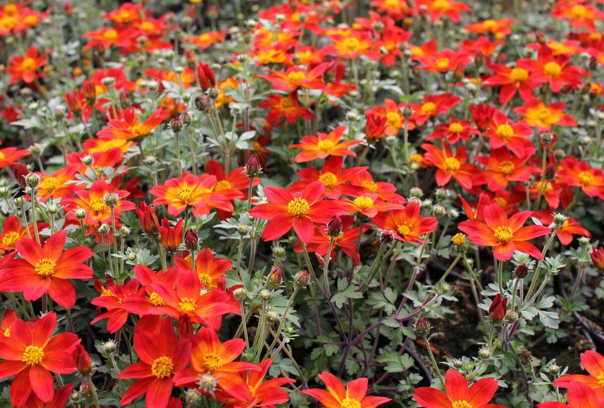Dvouzubec prutolistý - Bidens ferulifolia 'Bidy Boom Red Eye'