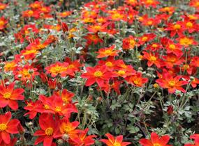 Dvouzubec prutolistý - Bidens ferulifolia 'Bidy Boom Red Eye'