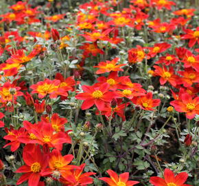 Dvouzubec prutolistý - Bidens ferulifolia 'Bidy Boom Red Eye'