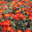 Dvouzubec prutolistý - Bidens ferulifolia 'Bidy Boom Red'