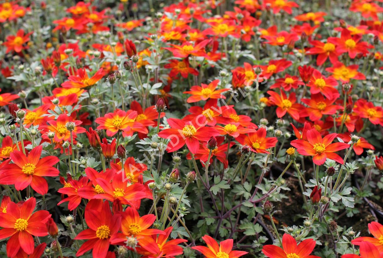 Dvouzubec prutolistý - Bidens ferulifolia 'Bidy Boom Red'