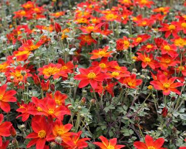 Dvouzubec prutolistý