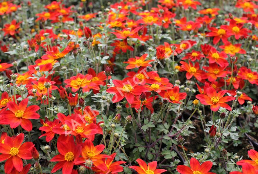 Dvouzubec prutolistý - Bidens ferulifolia 'Bidy Boom Red'